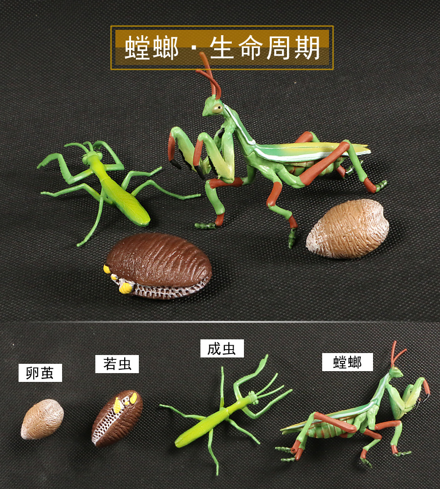 螳螂的一生图片