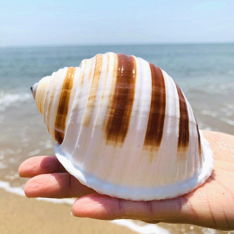 《厂家直供琴螺天然贝壳大海螺鱼缸水族箱装饰品卷贝鱼繁殖壳多肉 小