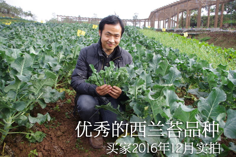 锦语园艺用品锦语西兰苔种子有机西洋芥兰小西兰花芦笋青花菜笋秀兰芥蓝籽四季春季 价格图片品牌报价 苏宁易购锦语园艺旗舰店