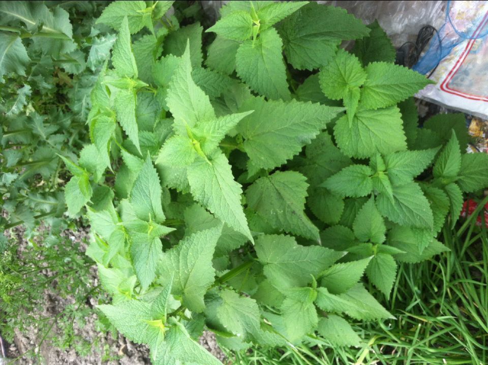 解暑霍香種子霍香正氣香種子薄荷種子陽臺盆栽蔬菜種子四季種植