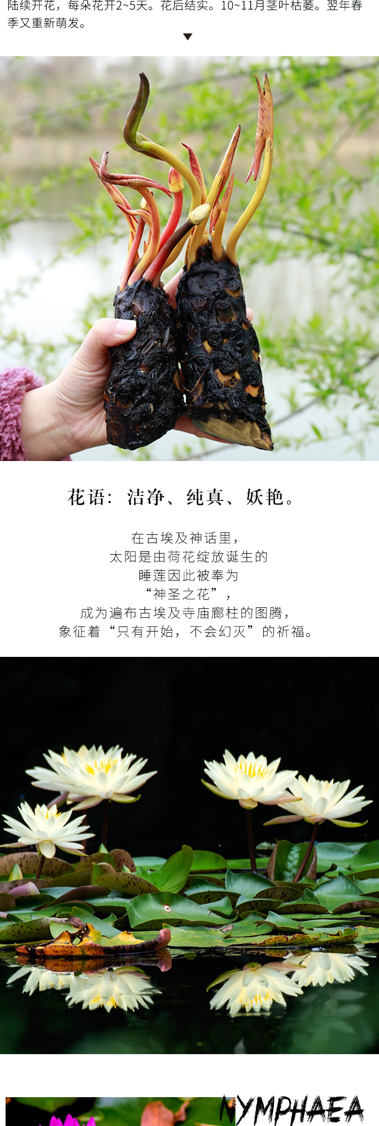 奥纳斯鲜花绿植大睡莲根块池塘睡莲花水培植物四季莲花盆栽水养花卉荷花睡莲根茎 价格图片品牌报价 苏宁易购艾维嘉居家日用专营店