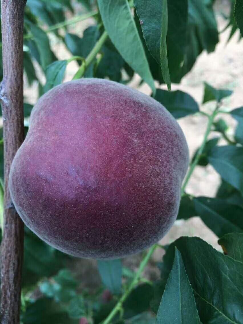 桃树中华黑桃王桃树苗黑桃皇后树苗嫁接南北方种植 黑桃王1年苗 81cm