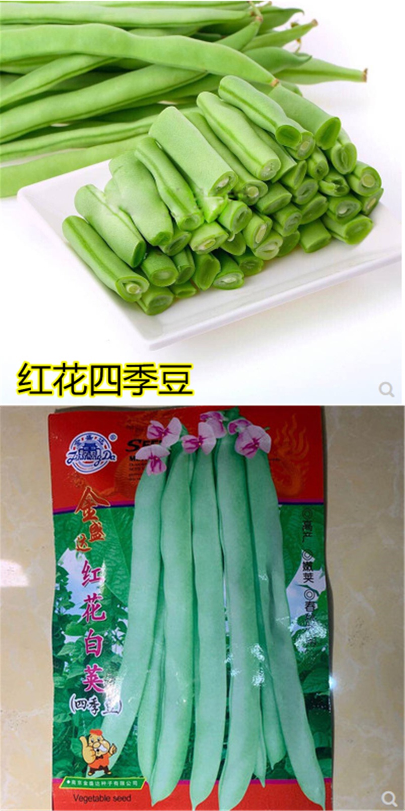 子暄园艺用品 红花白荚四季豆种子阳台盆栽四季播架豆