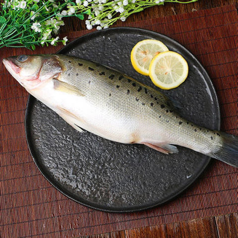 海鲈鱼新鲜冷冻赛花鲈鱼鲜活海鲜鱼七星鲈鱼深海鱼小