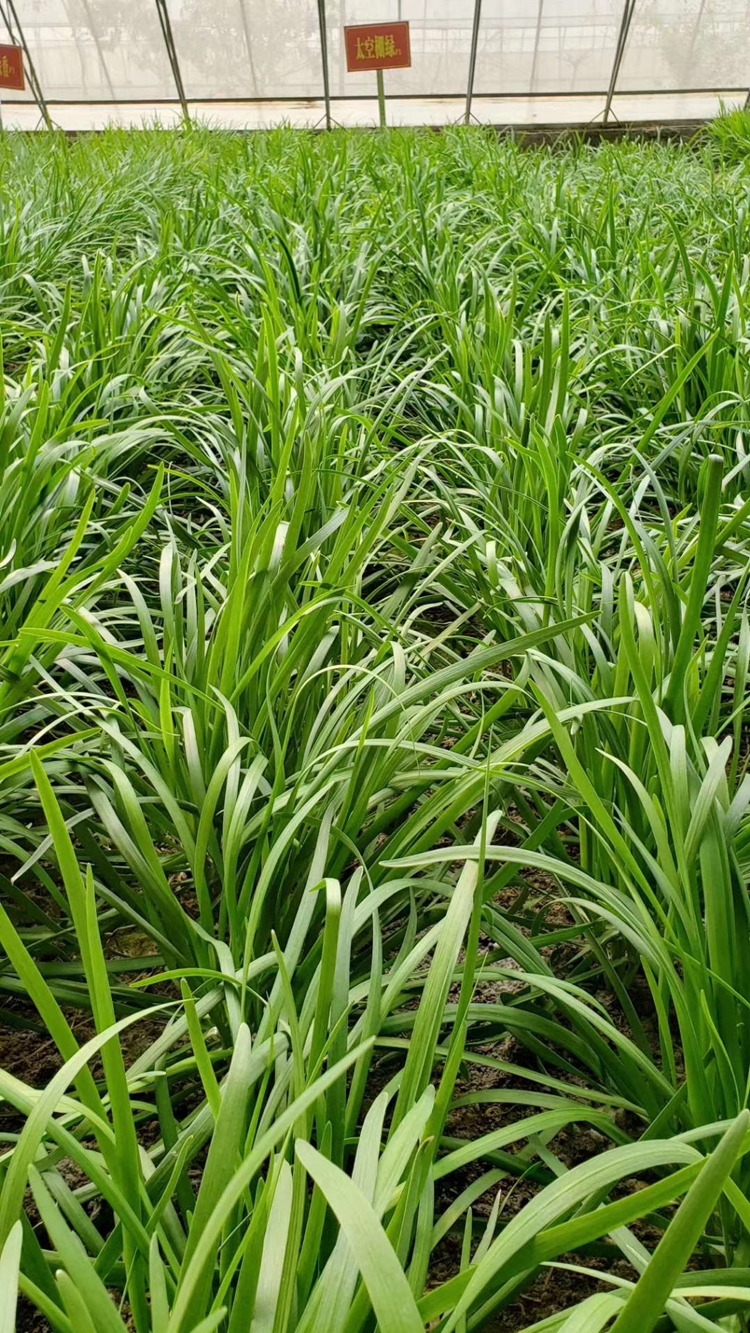 太空棚绿韭菜种子宽叶高产耐寒春秋播不休眠大基地专用韭菜种子