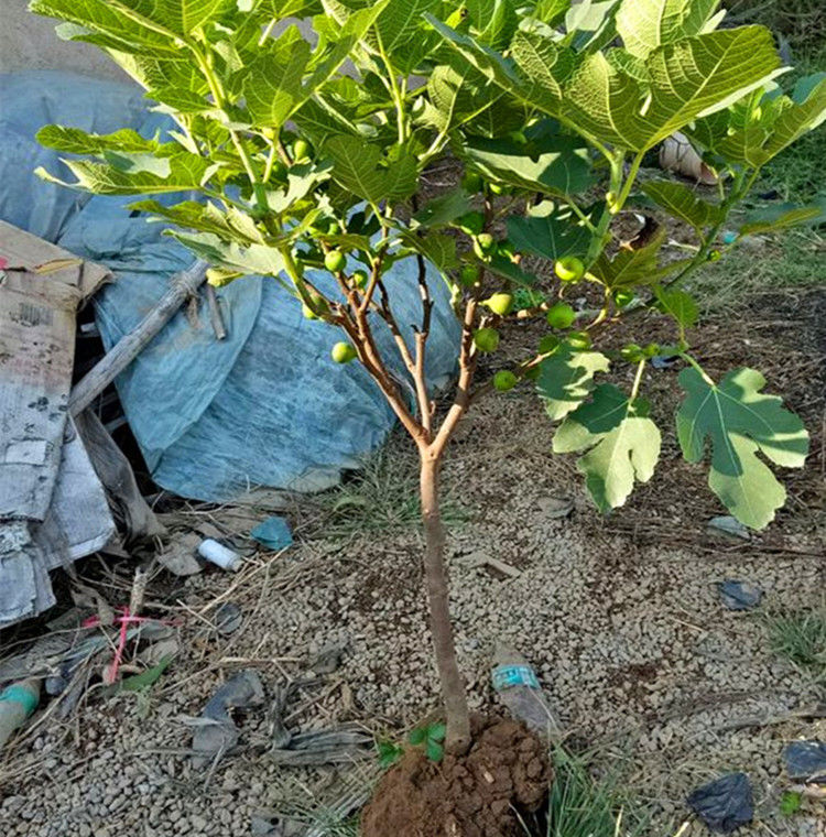 砂糖无花果种苗图片图片