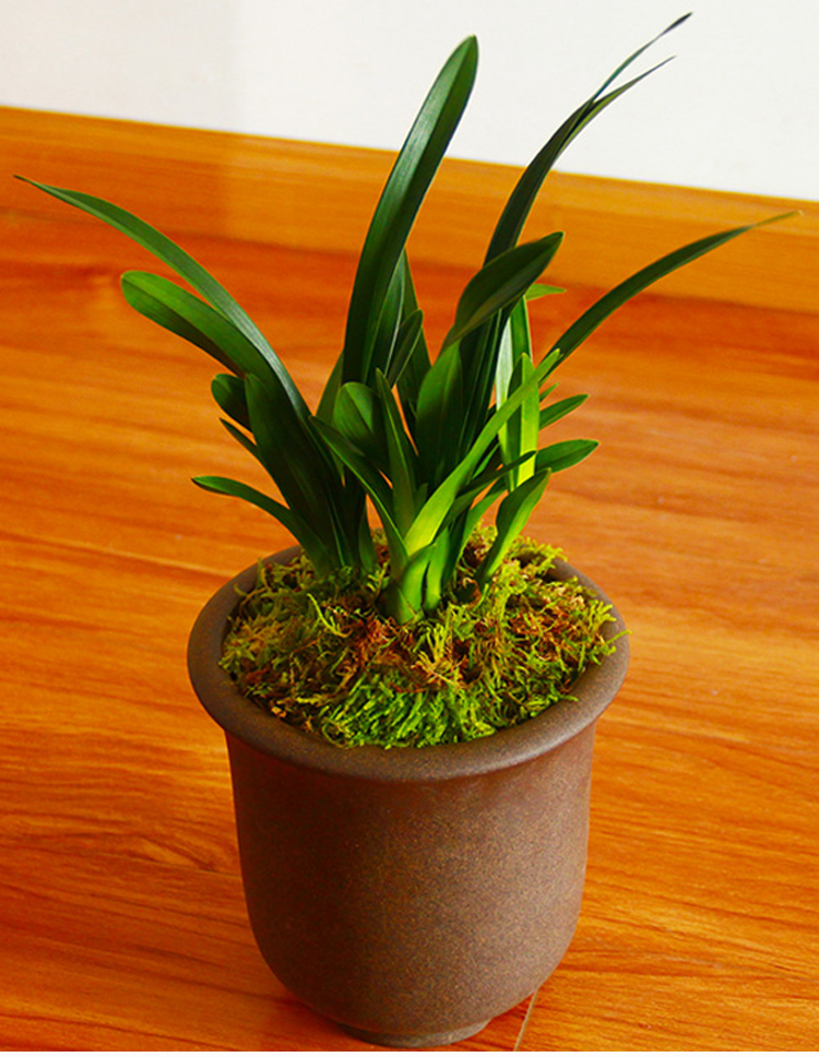 封后矮种兰花苗达摩灵素荷四季常绿兰花浓香室内花盆栽花卉室外绿植大