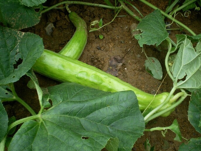 超级新品 我要发芽蔬菜种子青龙菜瓜种子味清香甜美可凉拌生食20粒/包