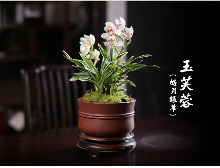 兰花 玉芙蓉 迷你金边矮种建兰玉芙蓉四季兰苗室内外盆栽绿植花卉 玉