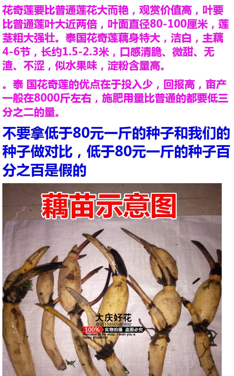 泰国花奇莲藕苗食用莲藕种苗种子观赏食用多用途荷花莲花奇花种子一斤