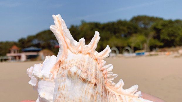 《海螺壳天然超大海螺壳摆件巨型大贝壳天然鱼缸造景贝壳扇贝壳大 小