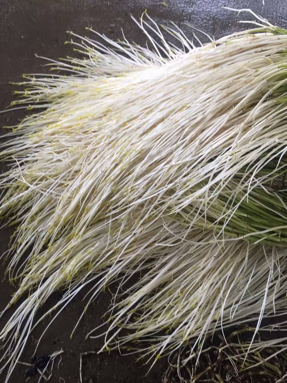 xj溧阳白芹水芹500g可开发票