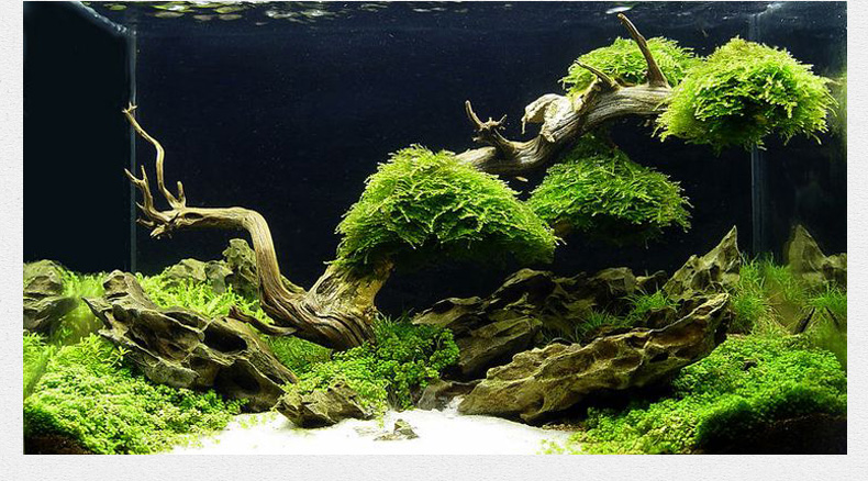 超级新品 沉木 鱼缸造景木水缸沉木 水族箱装饰珊瑚木流木沉木水陆缸