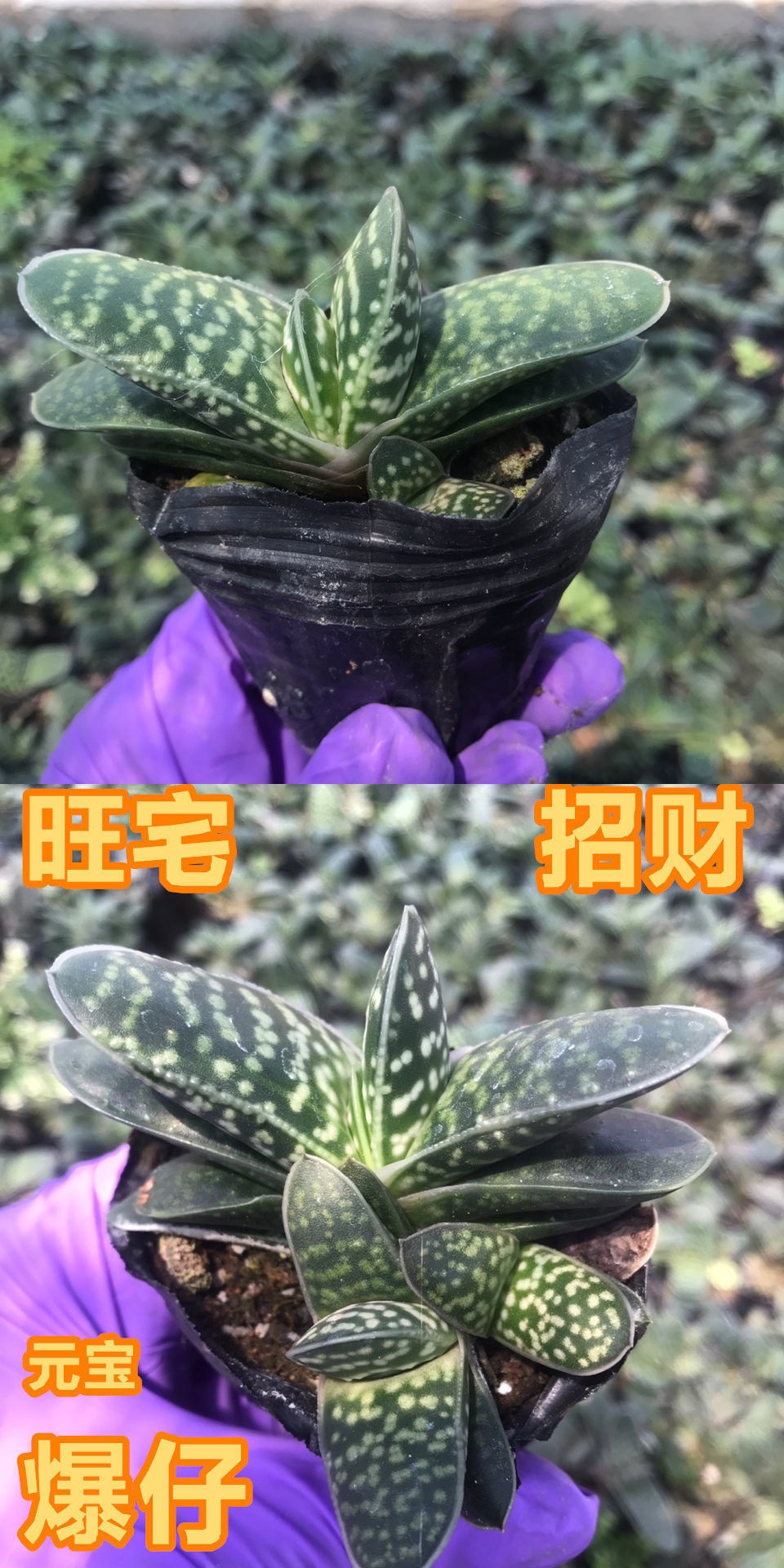 奥纳斯绿植盆栽 多肉植物元宝花招财进宝肉肉办公室内桌面绿植花卉