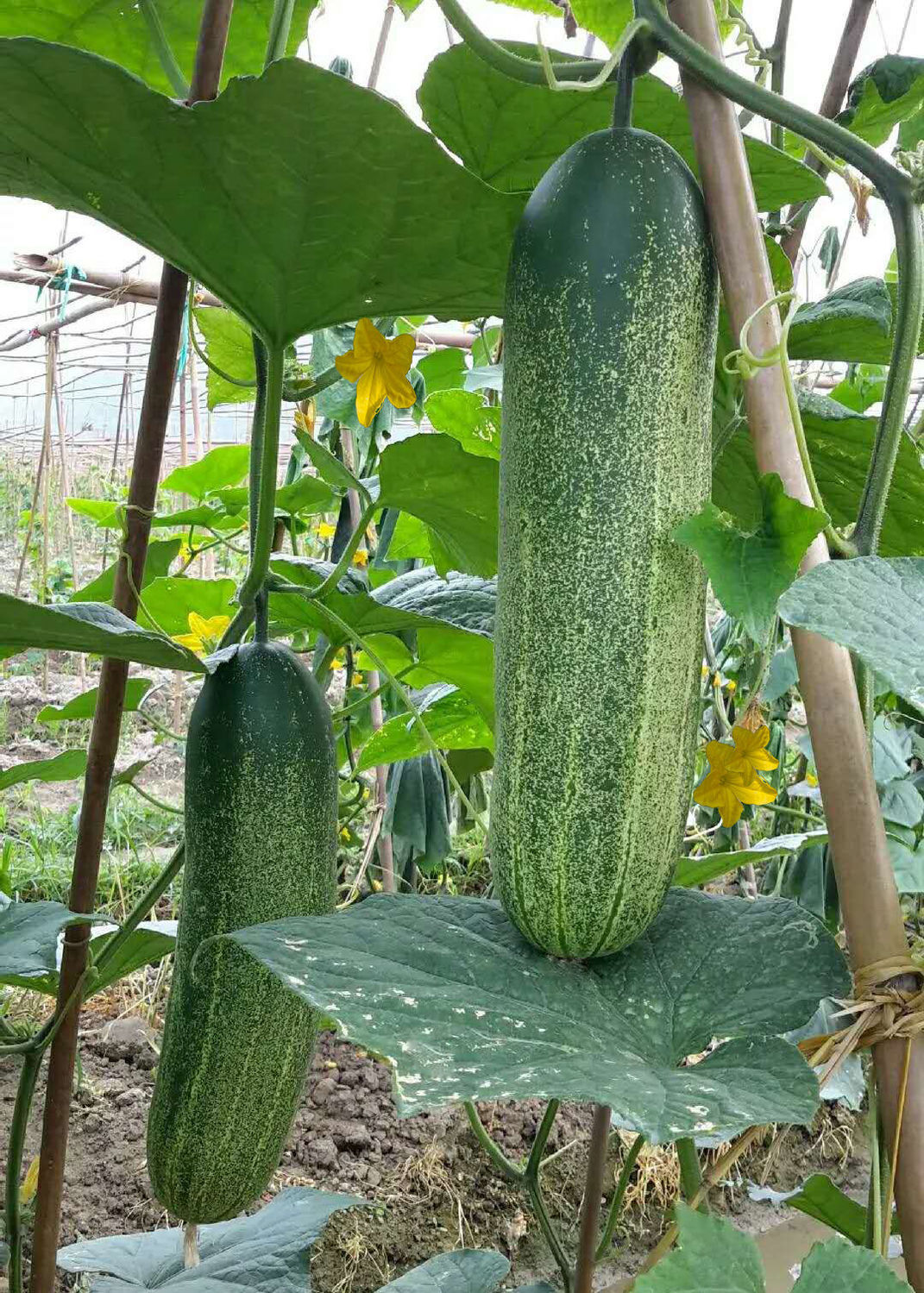 【赛卡伊茄果瓜类】 赛卡伊 海南新鲜土黄瓜新鲜大青黄瓜老式黄瓜吊瓜