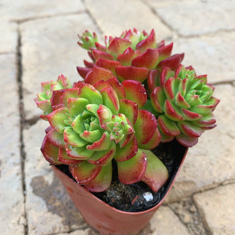 火焰蒂亚老桩多肉植物火焰山多头群生办公小摆件云南露养多头原盆径7