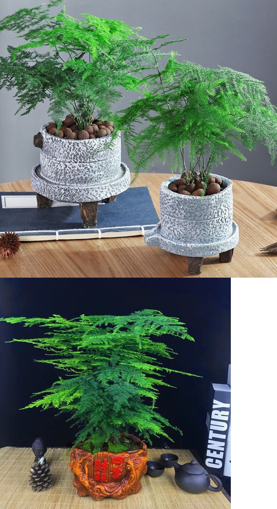 京弗园艺用品 迷你小文竹 白色陶瓷盆 整套文竹盆栽办公室内植物桌面