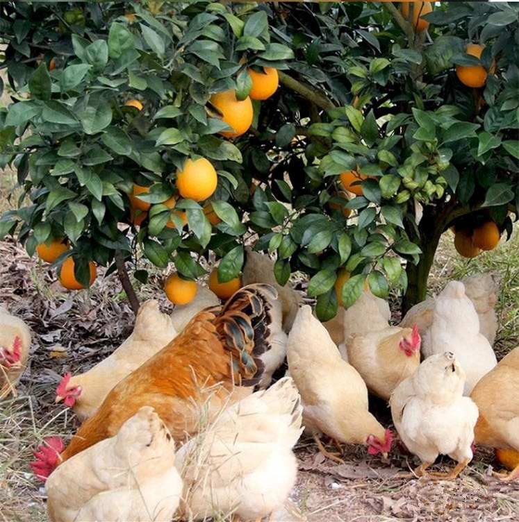 正宗赣南脐橙毛重5斤60-100毫米9省新鲜天然果园现摘孕妇宝宝手拨水果