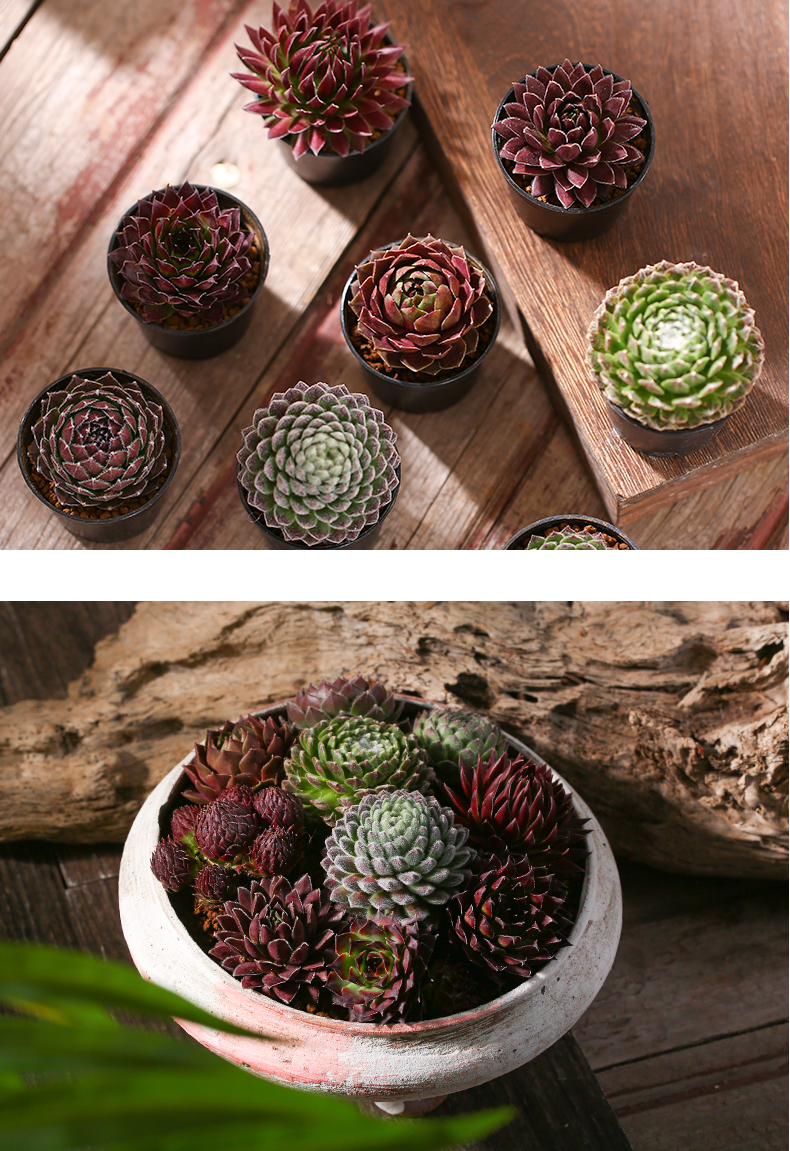 星姿恋(xingzilian) 直发长生草多肉植物套餐组合盆栽易养耐寒花卉