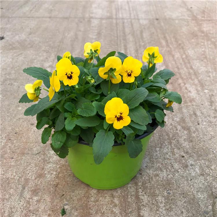 小兔子角堇盆栽三色堇角堇冬季阳台庭院