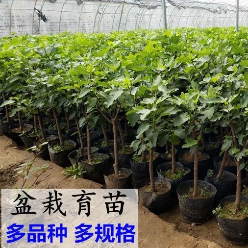无花果树苗矮化盆栽地栽树苗南北方种植阳台室内四季当年结果苗黑爵士