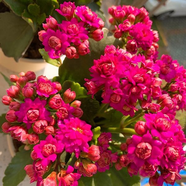 巴黎重瓣长寿花带花苞四季花卉室内花卉绿植鲜花植物 国产大盆大红色