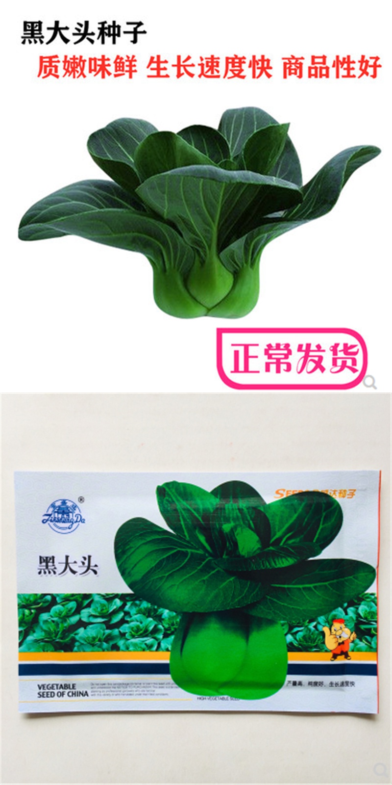 子暄園藝用品 四倍體黑大頭青菜種子青梗菜種子油菜種籽耐寒蘇州青