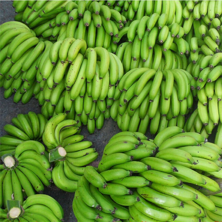 xj高州香蕉5斤青皮无催熟新鲜水果产发