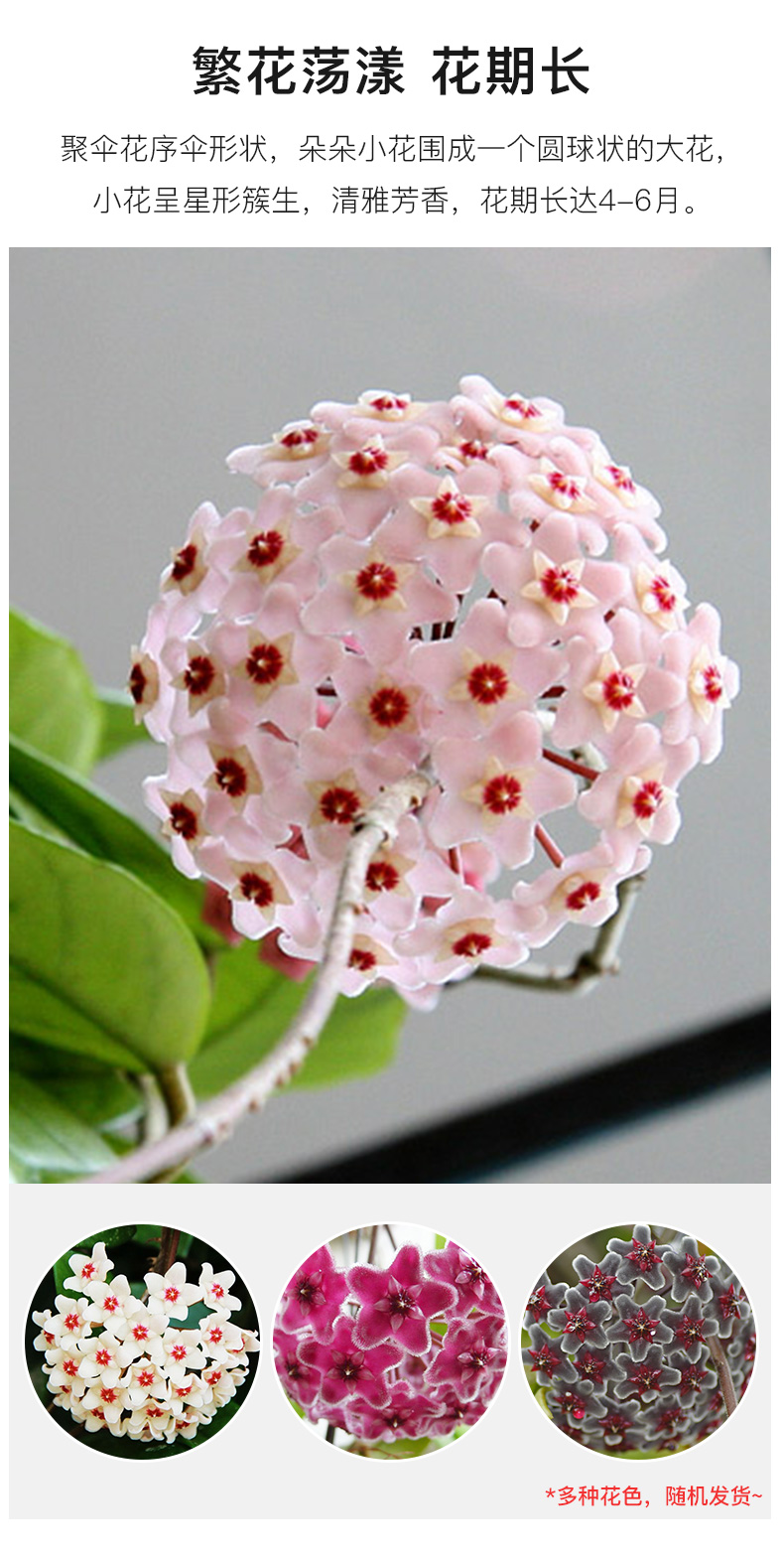 心叶球兰盆栽心形室内爬藤蔓植物小绿植花卉花叶卷叶好养易活的花