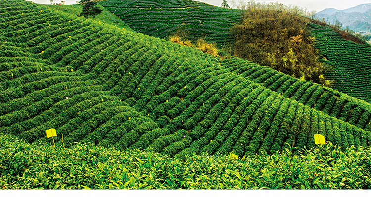 【小罐茶(xiao guan tea)绿茶】 小罐茶信阳毛尖绿茶2020年春茶新茶