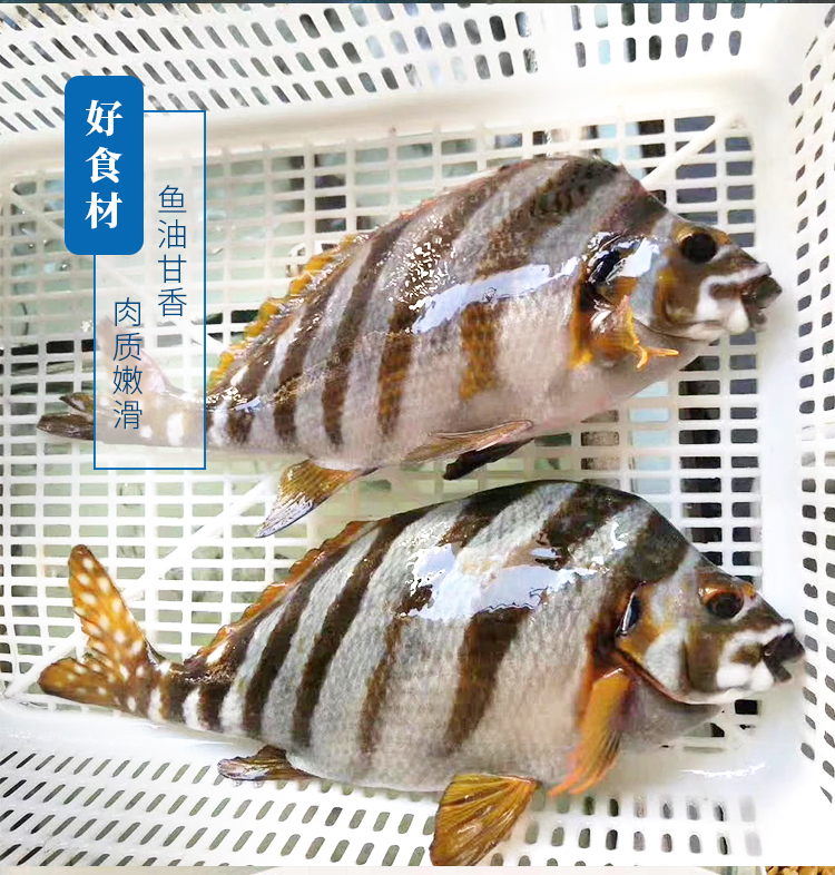 【鲜活】渔鼎鲜 鲜活三刀鱼250-300g/条斩三刀山刀鱼万年瘦