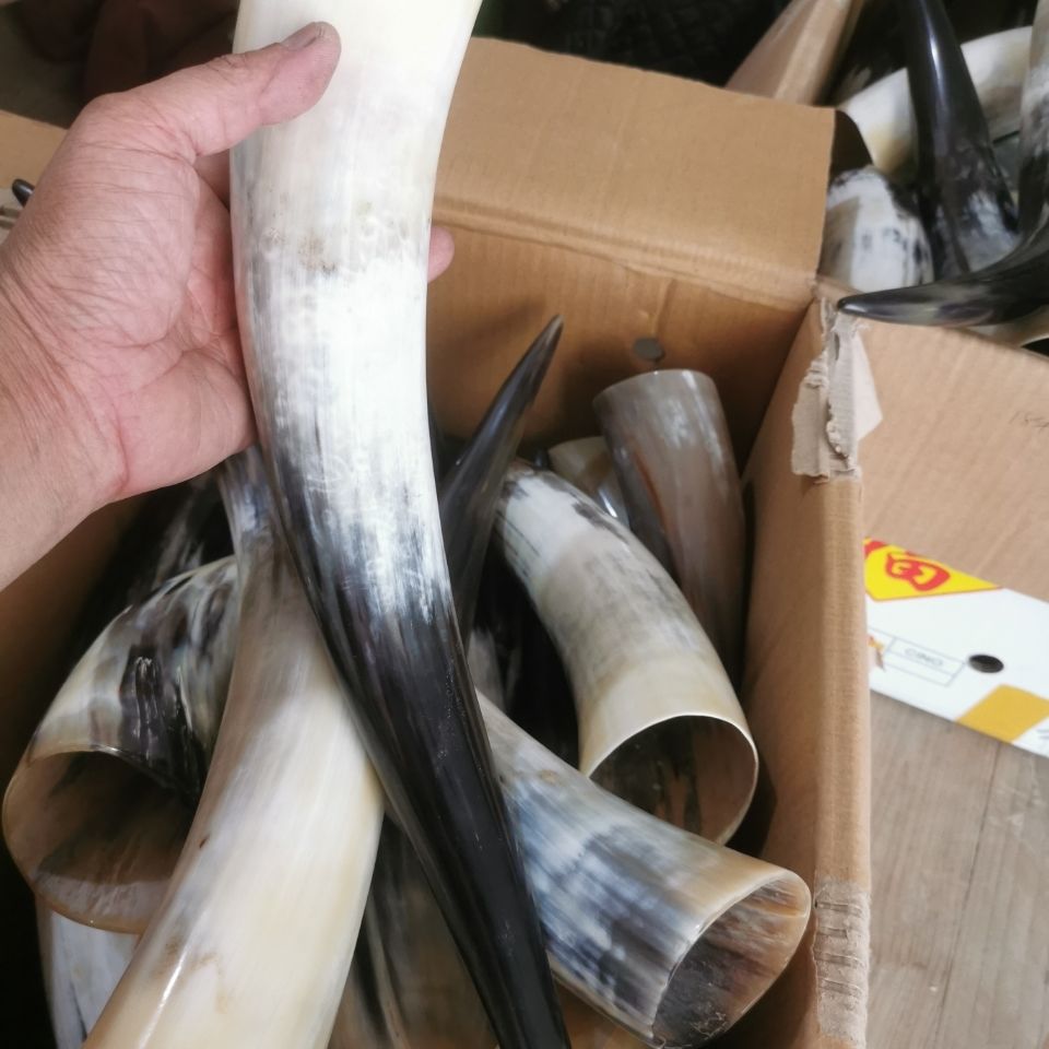 《牛角筒站角拔火罐三十到四十厘米统货 牛角筒站角拔火罐三十到四十