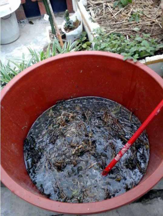 莲藕苗荷花种藕 观赏河塘荷花种藕苗 盆栽荷花藕 水桶藕种子40粒