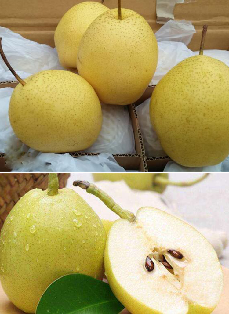 特价大果10斤仅298正宗雪梨河北赵县赵州雪花梨整箱10斤新鲜水果梨子