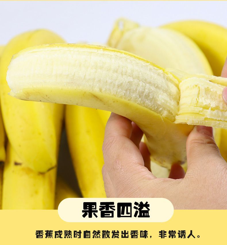 带箱10斤精品装 云南香蕉整箱当季水果新鲜香蕉芭蕉自然熟非小米蕉
