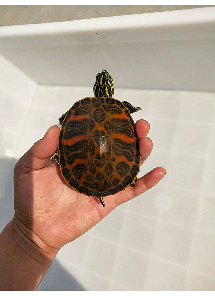 单身随机34cm精挑火焰家养外塘宽纹火焰龟碌火焰龟苗素食乌龟活物宠物