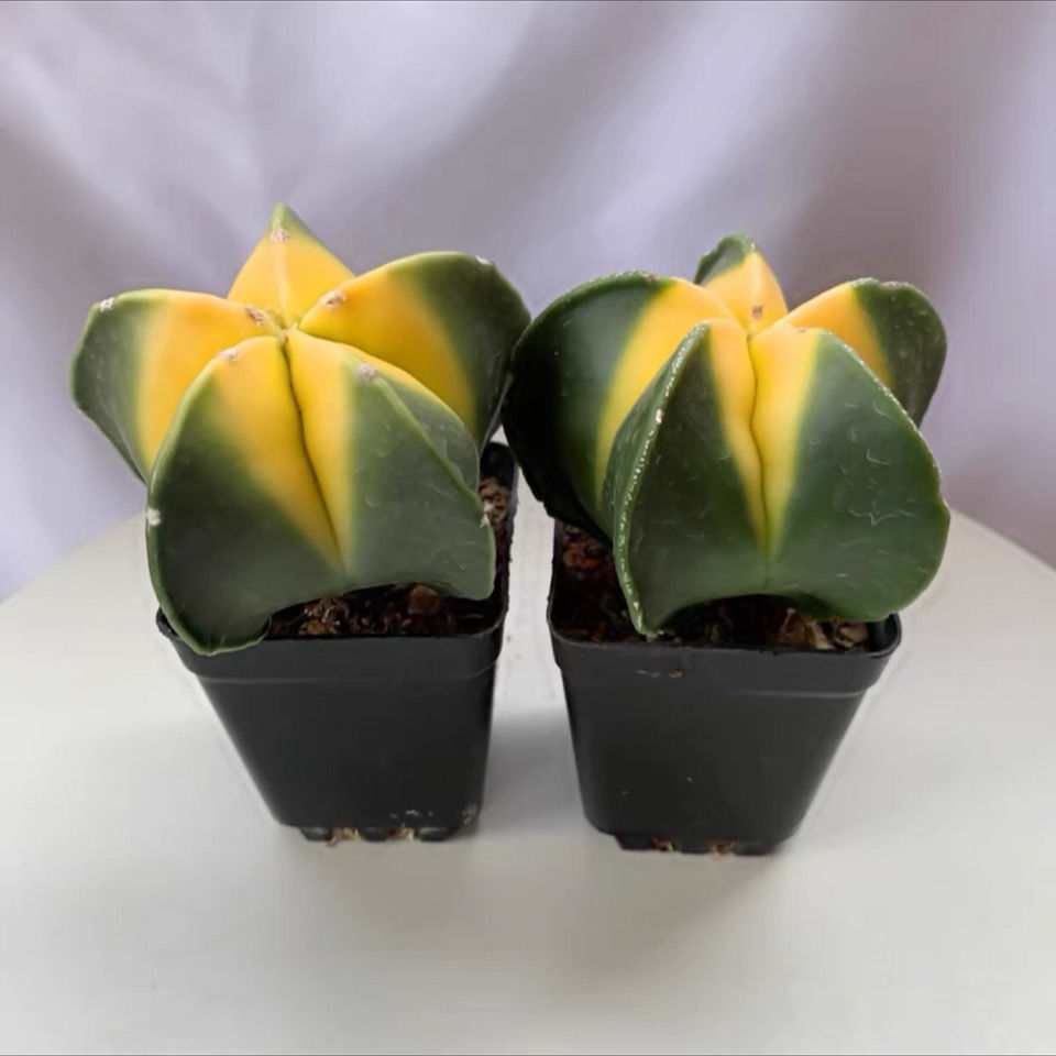 西瓜球室内仙人掌客厅仙人球吸甲醛盆栽办公室防辐射星兜多肉花卉五彩