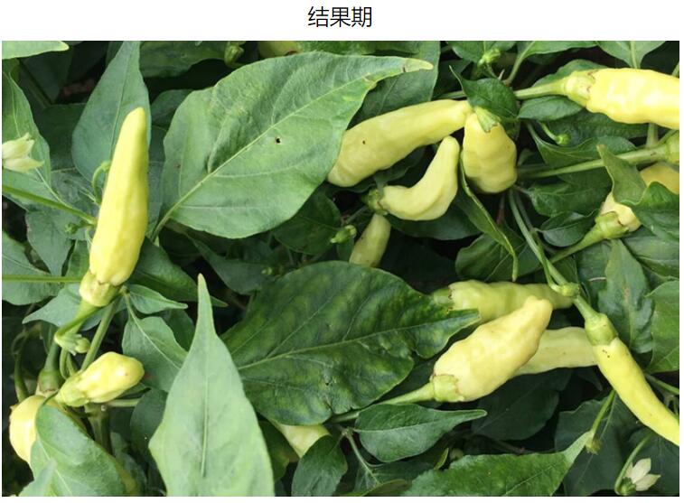 xj云南小米辣新鲜白辣椒小米椒朝天椒泡椒可开发票5斤