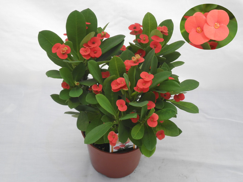 虎刺梅盆栽小铁海棠绿植水培花卉植物办公室内盆景迷你花卉