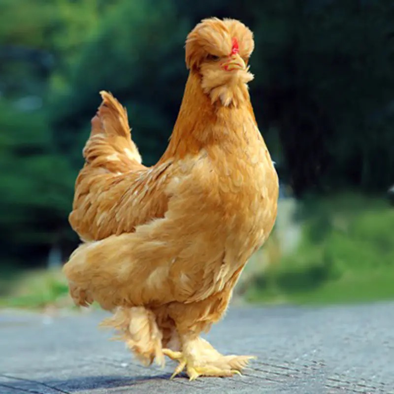 半亩鸡鲜芙蓉江五爪鸡115kg散养