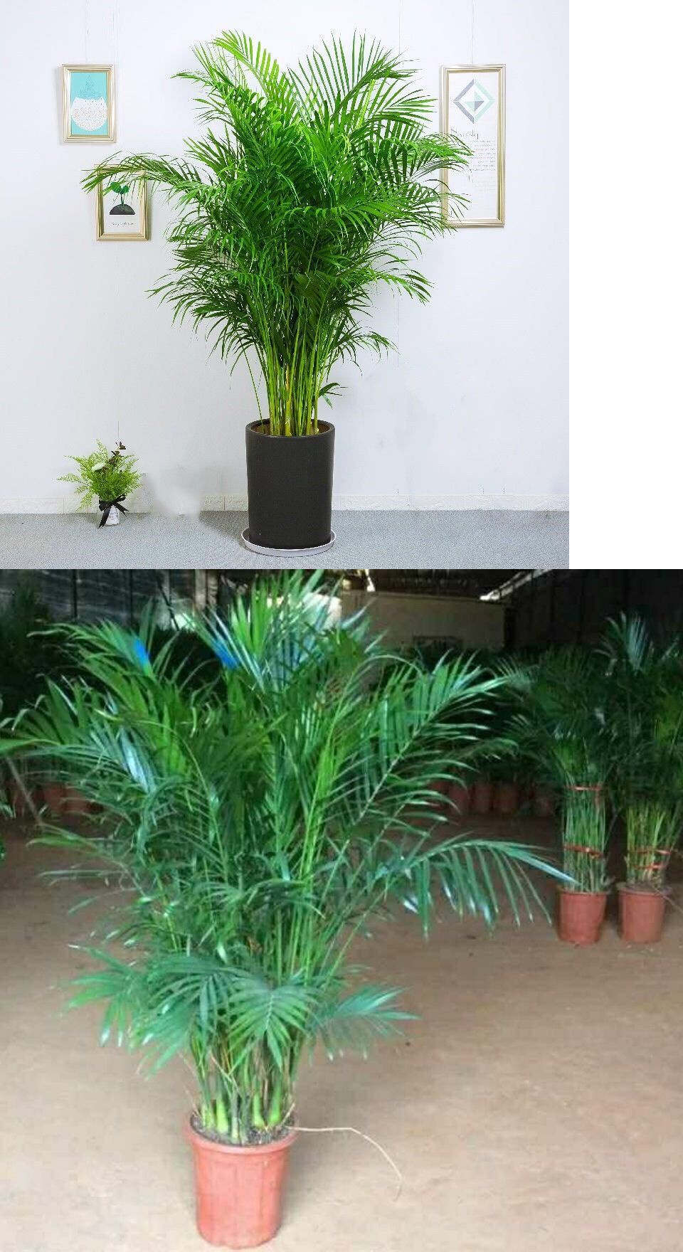 大型散尾葵凤尾竹盆栽室内客厅花卉植物盆景网红净化空气 吸甲醛艺呈