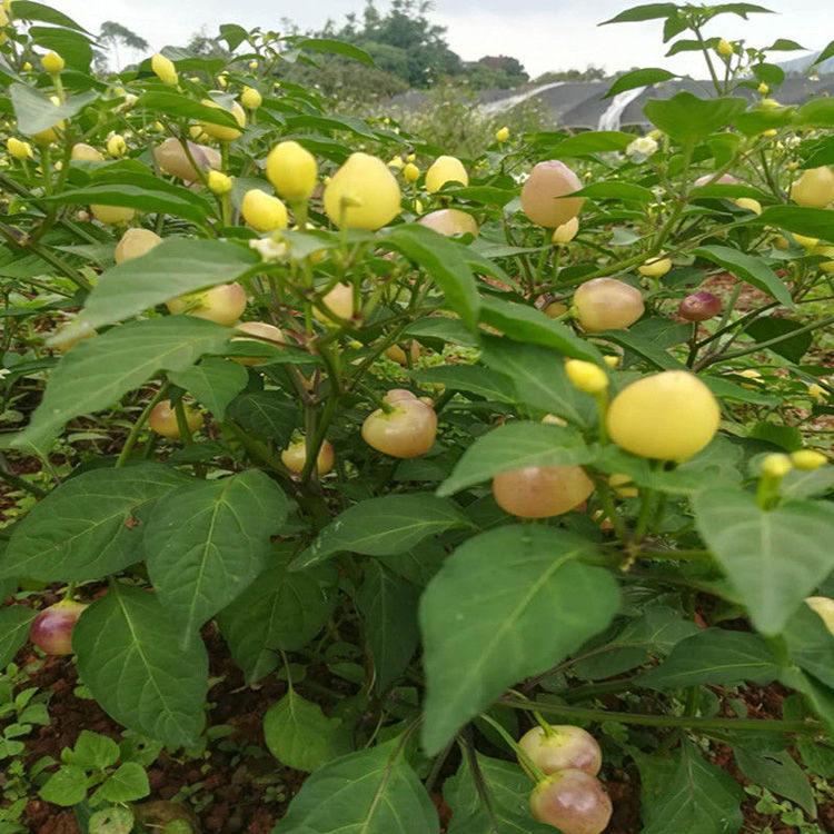 五彩椒种植方法图片