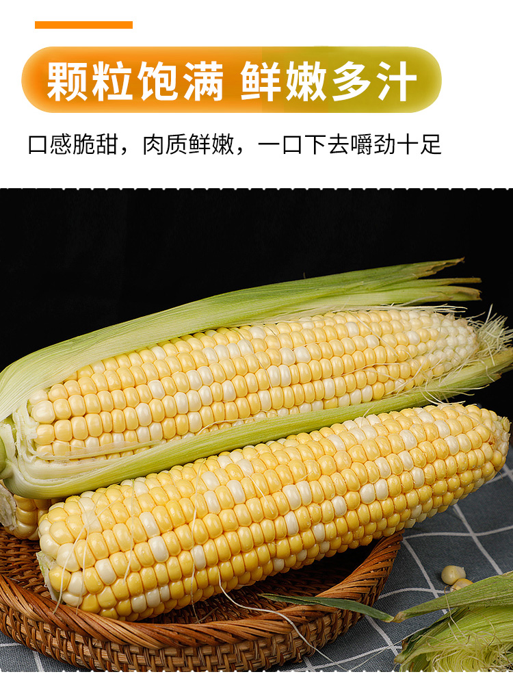 新鲜上市现摘云南高山玉米金银双色水果脆嫩甜玉米棒即食生吃爆浆1斤5