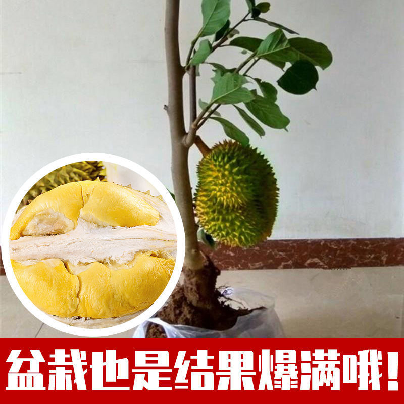 猫山王金枕头特大新品种嫁接盆栽地栽南北方种植当年结果 金枕榴莲 2