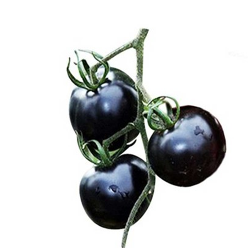 子暄园艺用品 黑珍珠营养番茄种子 紫番茄小圣女果 紫红西红柿樱桃