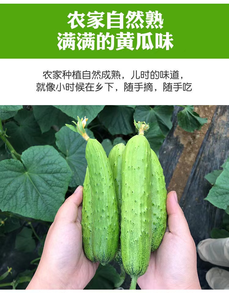 桃小淘茄果瓜类 新鲜黄瓜现摘农家旱黄瓜生吃2.